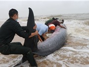 Giải cứu cá voi nặng 3 tấn mắc cạn ở Huế