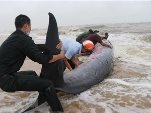 Giải cứu cá voi nặng 3 tấn mắc cạn ở Huế