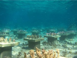 Đa dạng loài san hô giúp chặn đà suy giảm đa dạng sinh học