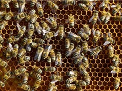 Ong mật giãn cách xã hội khi tổ ong bị bọ ve xâm nhập