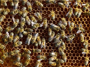 Ong mật giãn cách xã hội khi tổ ong bị bọ ve xâm nhập