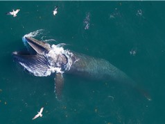 Cá voi tấm sừng hàm ăn 16 tấn thức ăn mỗi ngày, giúp các sinh vật đại dương sinh trưởng mạnh hơn
