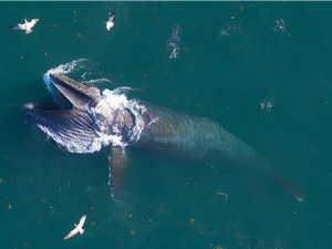 Cá voi tấm sừng hàm ăn 16 tấn thức ăn mỗi ngày, giúp các sinh vật đại dương sinh trưởng mạnh hơn