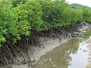 Bảo vệ rừng ngập mặn và bờ biển bằng hàng rào tre