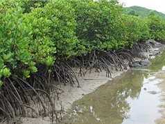 Bảo vệ rừng ngập mặn và bờ biển bằng hàng rào tre