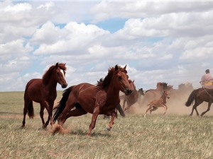 DNA tiết lộ nguồn gốc ngựa nhà hiện đại