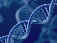 Phát hiện gene làm tăng gấp đôi nguy cơ suy hô hấp do COVID-19
