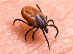 Hy vọng phòng ngừa bệnh Lyme bằng vaccine mRNA