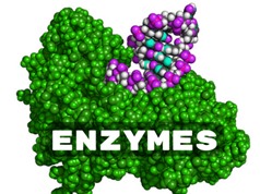 Vi khuẩn phân lập từ rừng ngập mặn có thể sản xuất enzyme amylase với hiệu suất cao