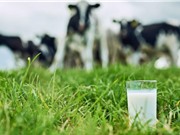 Startup sữa nhân tạo của Israel nhận tài trợ vòng hạt giống 13 triệu USD