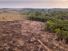  Nạn phá rừng Amazon ở Brazil cao nhất trong 15 năm qua