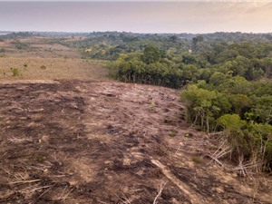 Nạn phá rừng Amazon ở Brazil cao nhất trong 15 năm qua