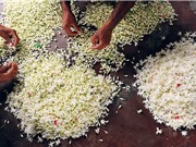 Nước hoa phảng phất mùi mưa của Ấn Độ