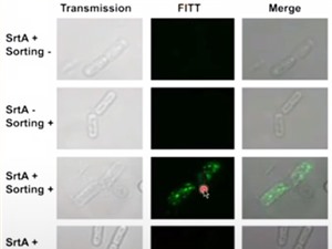 Nghiên cứu sản xuất vaccine chăn nuôi từ vi khuẩn Bacillus subtilis