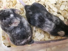 Chỉnh sửa gen tạo ra những lứa chuột toàn đực hoặc toàn cái