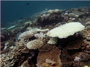 Tất cả các rạn san hô ở tây Ấn Độ Dương có khả năng sụp đổ trong 50 năm tới