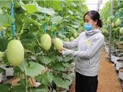Ninh Thuận: Đưa nông nghiệp công nghệ cao thành mũi nhọn kinh tế