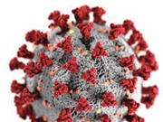 Virus SARS-CoV-2 có thể lây nhiễm vào tế bào mỡ