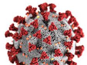 Virus SARS-CoV-2 có thể lây nhiễm vào tế bào mỡ