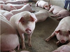 Công bố mới về phát triển kít phát hiện virus dịch tả lợn châu Phi