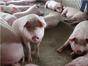 Công bố mới về phát triển kít phát hiện virus dịch tả lợn châu Phi