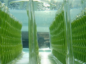 Vi tảo giúp cải thiện chất lượng nước và năng suất tôm thẻ chân trắng