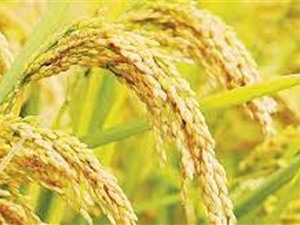 Thu nhập của nông dân cao hơn nhờ điều chỉnh lịch trồng lúa "né" hạn mặn