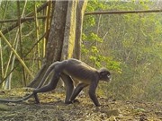 WWF: Phát hiện hơn 220 loài mới tại khu vực Mekong mở rộng