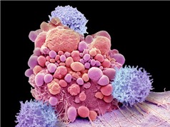 Hơn một thập kỷ liệu pháp tế bào CAR-T ngăn chặn ung thư 