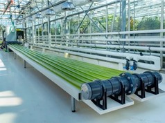 Hệ thống bioreactor sản xuất vi tảo