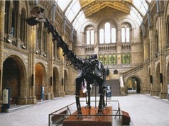 Phát hiện dấu vết bệnh hô hấp ở khủng long cổ đại