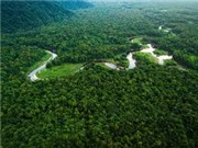 Diện tích rừng Amazon ở Brazil bị tàn phá cao kỷ lục trong tháng 1/2022