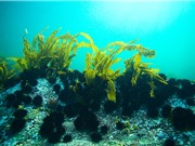 Tảo biển ngăn chặn lây nhiễm virus corona? 