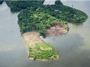 75% rừng nhiệt đới Amazon mất khả năng phục hồi