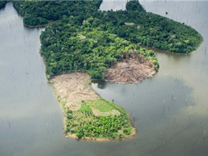 75% rừng nhiệt đới Amazon mất khả năng phục hồi