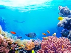 Mỹ: Hướng đạo sinh góp phần khôi phục rạn san hô 