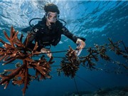 Indonesia dẫn đầu thế giới về bảo tồn san hô