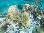 Hy vọng từ loài san hô chống chịu được biến đổi khí hậu