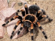 Phát hiện loài nhện mới ở châu Á sống trong tre