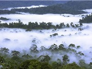 Những cách làm mát hành tinh chưa được biết đến của rừng nhiệt đới 