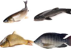 Gần 80% người nuôi cá nước ngọt dùng kháng sinh không cần chỉ dẫn chuyên môn