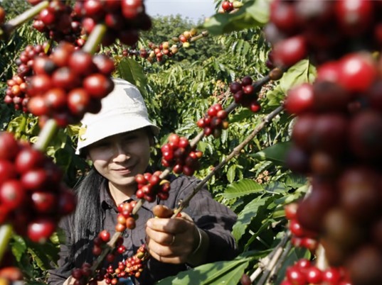 Người trồng cafe Việt Nam loay hoay chuyển hướng
