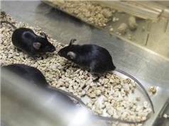 Truyền dịch não tủy để cải thiện chức năng ghi nhớ ở chuột già