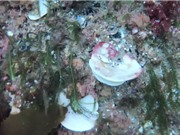 Lần đầu tiên tìm thấy bọt biển bị tẩy trắng ở vùng biển New Zealand