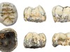 Hóa thạch răng hàm tìm thấy ở Lào có thể thuộc về người Denisova 
