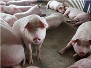 Ít nhất 3 chủng virus dịch tả lợn châu Phi lưu hành trên đàn lợn Việt Nam