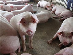 Ít nhất 3 chủng virus dịch tả lợn châu Phi lưu hành trên đàn lợn Việt Nam