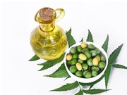 Quy trình sản xuất dầu neem chứa hoạt chất azadirachtin hàm lượng cao