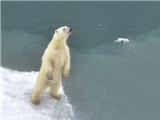 Phát hiện quần thể gấu Bắc Cực không cần sống trên băng biển