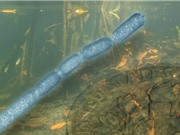 Phát hiện vi khuẩn lớn nhất thế giới, có kích thước bằng lông mi